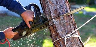 Best Fruit Tree Pruning  in Kingman, KS