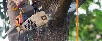 How Our Tree Care Process Works  in  Kingman, KS