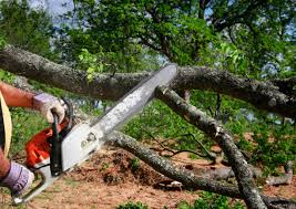 Best Arborist Consultation Services  in Kingman, KS