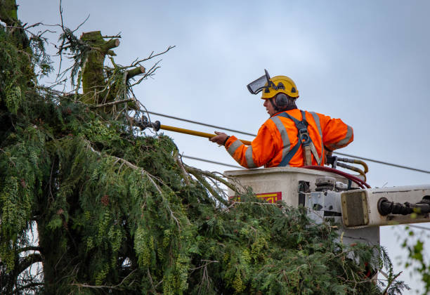 Best Commercial Tree Services  in Kingman, KS