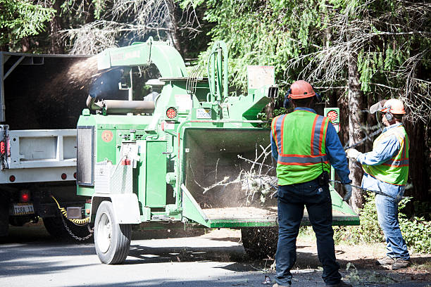 Best Storm Damage Tree Cleanup  in Kingman, KS