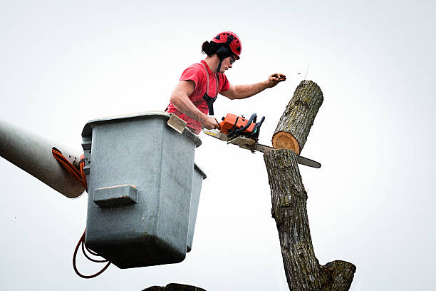 Best Stump Grinding and Removal  in Kingman, KS