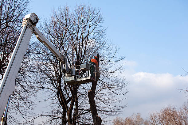 Best Tree Health Inspection  in Kingman, KS