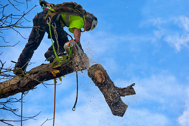 Best Tree Maintenance Programs  in Kingman, KS